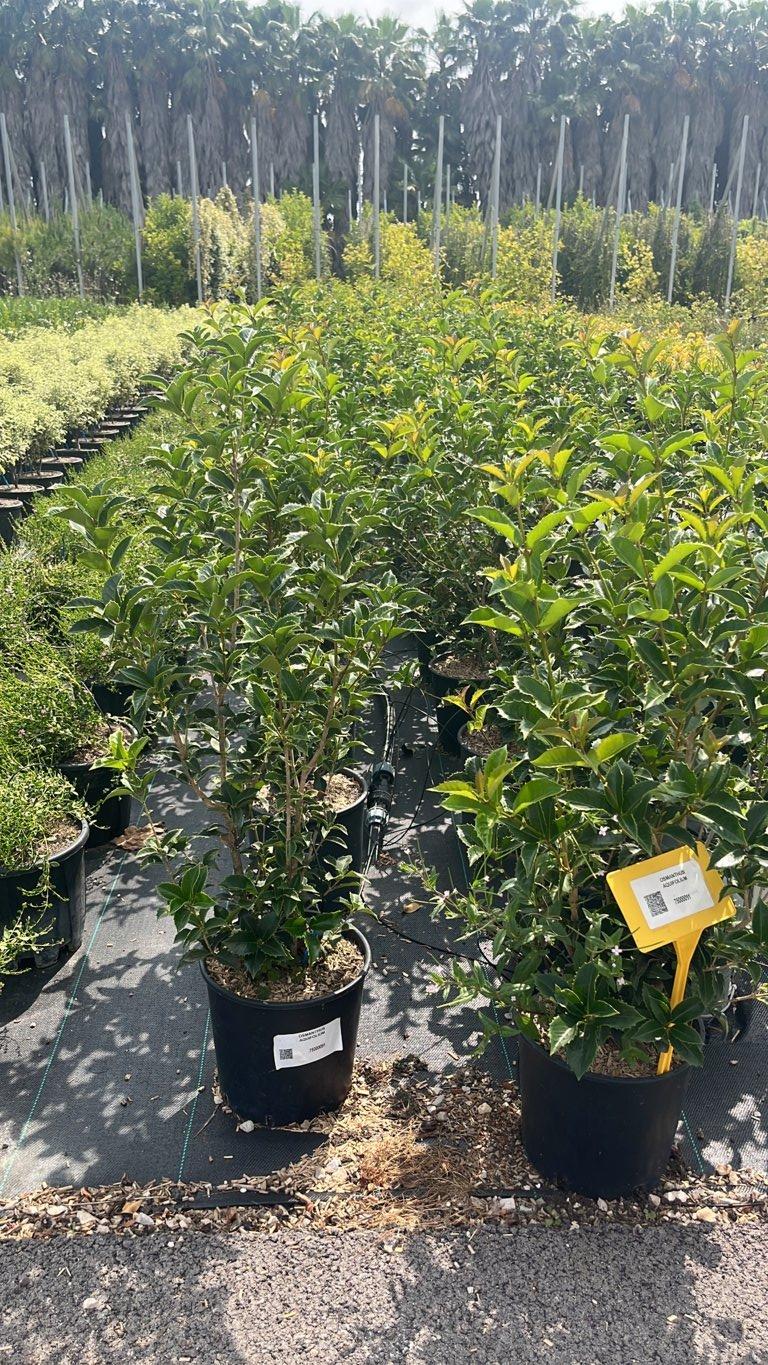 OSMANTHUS AQUIFOLIUM Osmanto