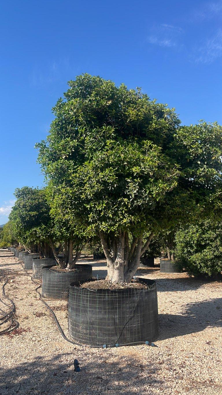 OSMANTHUS ARMATUS Osmanto