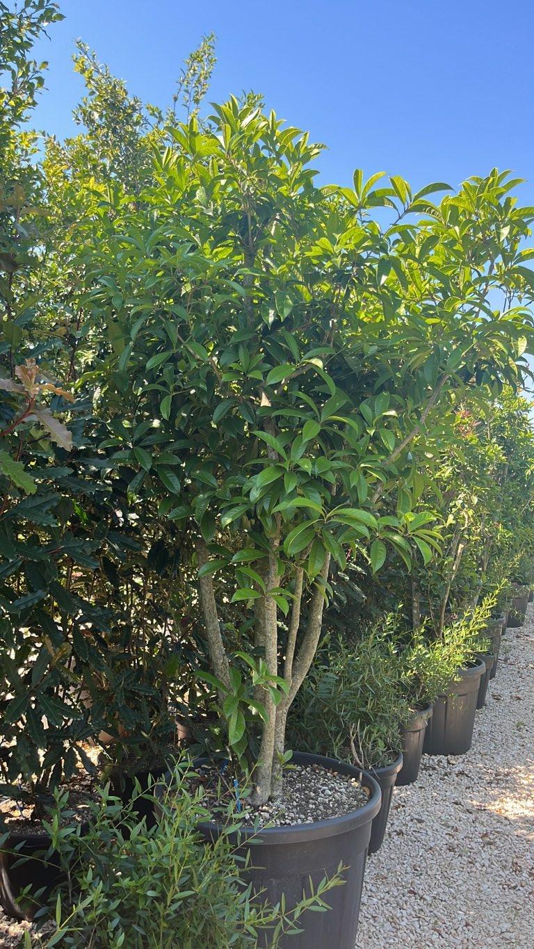 OSMANTHUS ARMATUS Osmanto