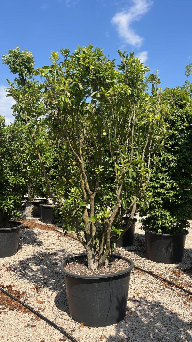 OSMANTHUS ARMATUS Osmanto