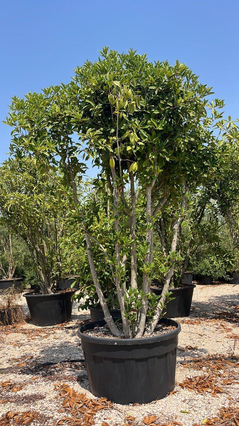 OSMANTHUS ARMATUS Osmanto