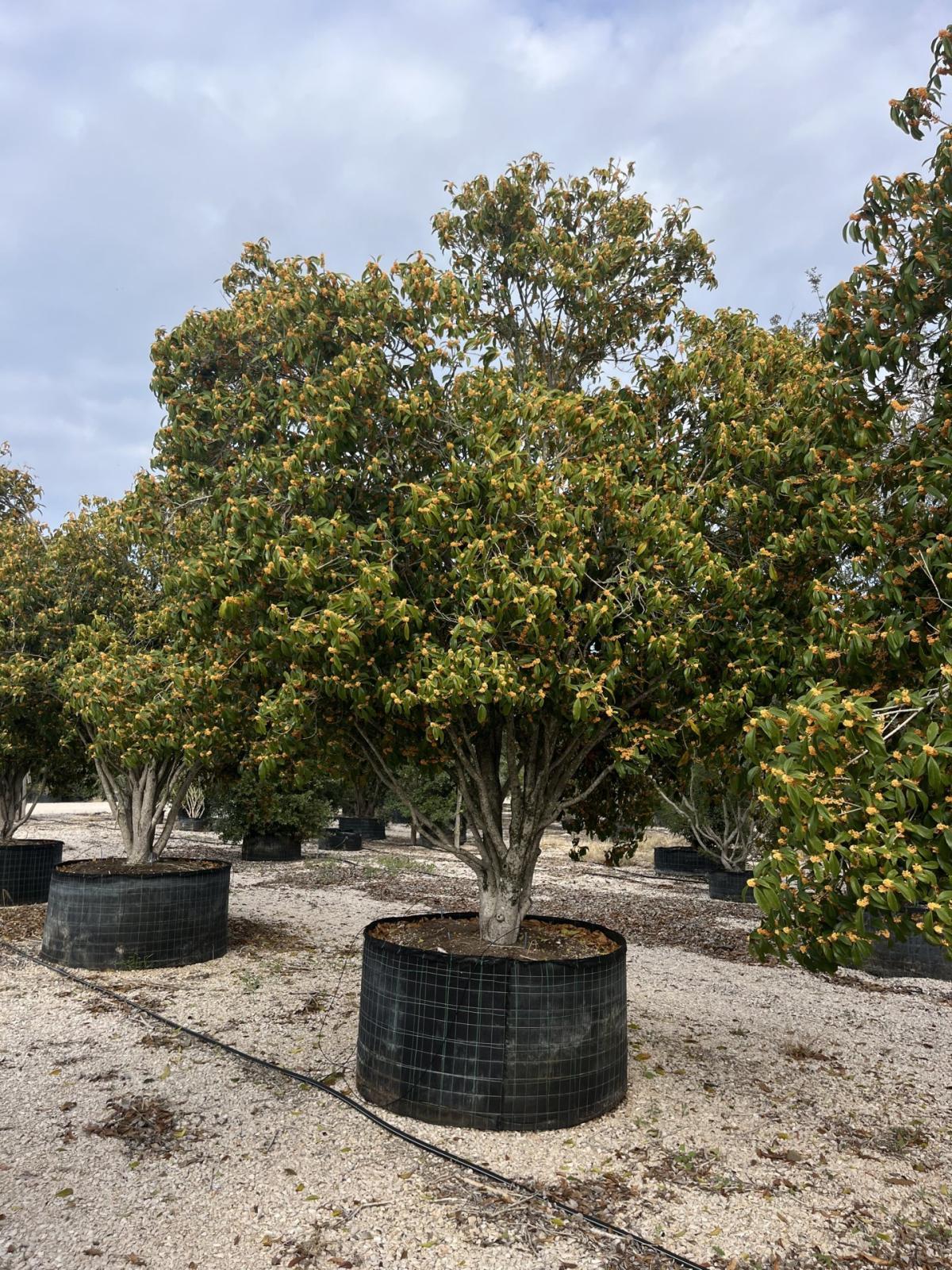OSMANTHUS FRAGRANS AURANTIACUS Osmanto