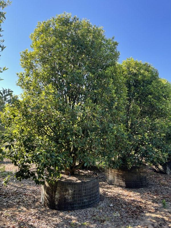 OSMANTHUS FRAGRANS Osmanto