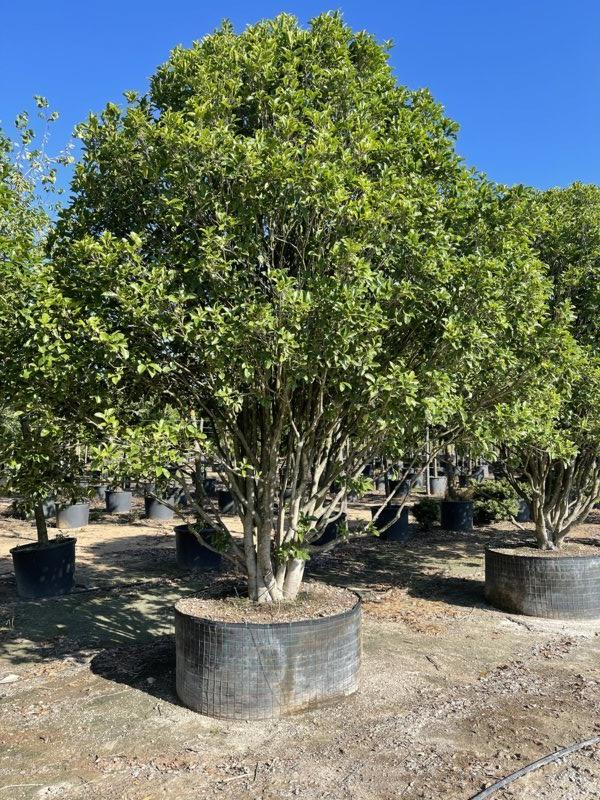 OSMANTHUS FRAGRANS Osmanto