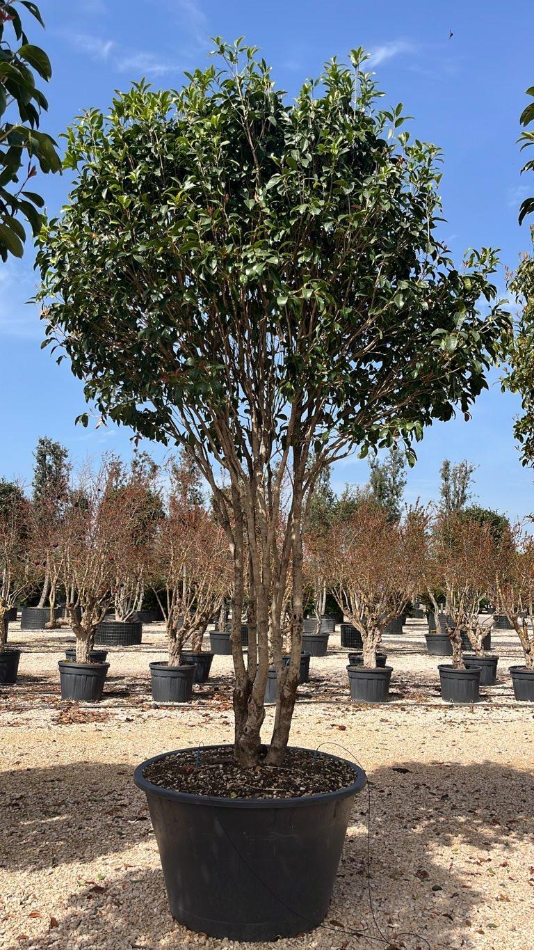 OSMANTHUS FRAGRANS Osmanto