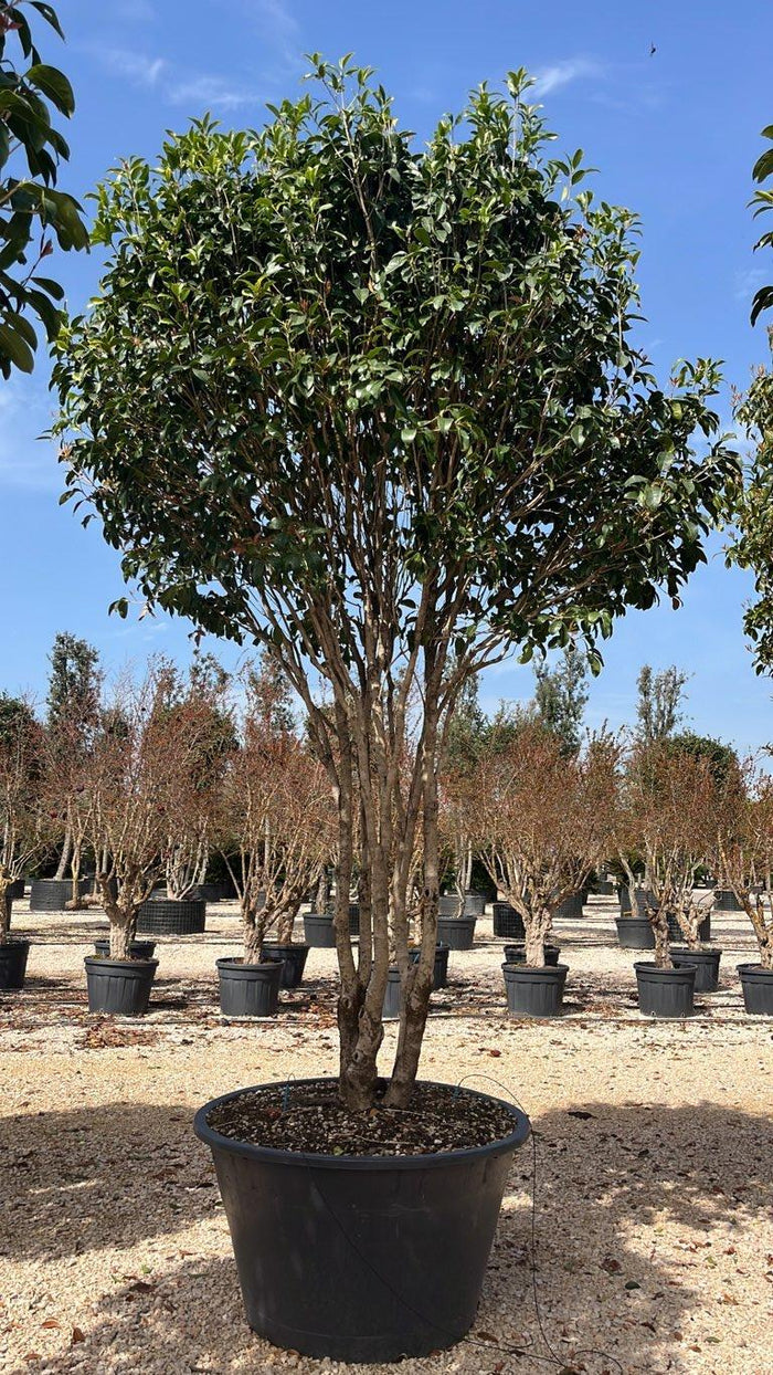 OSMANTHUS FRAGRANS Osmanto