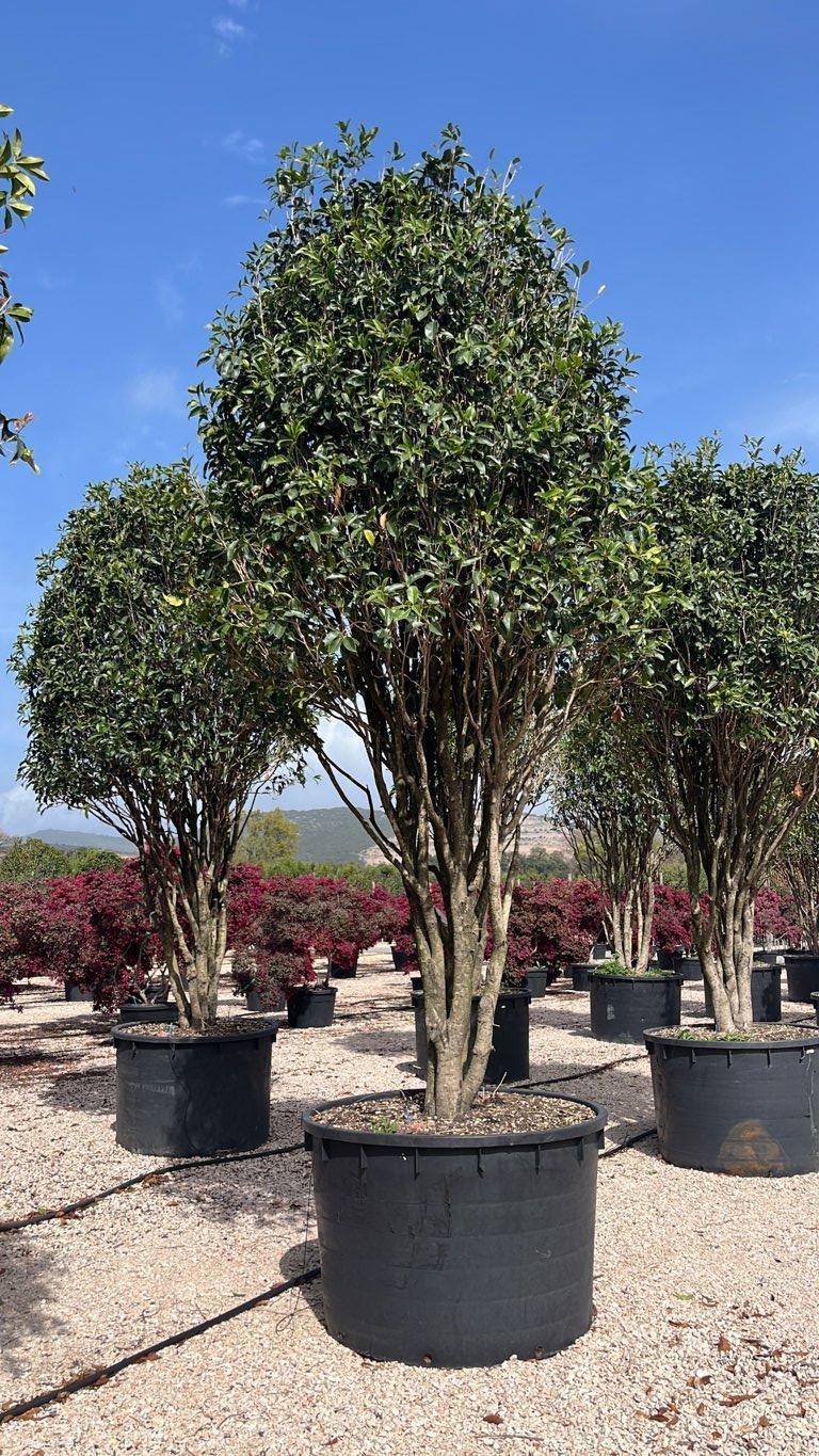 OSMANTHUS FRAGRANS Osmanto