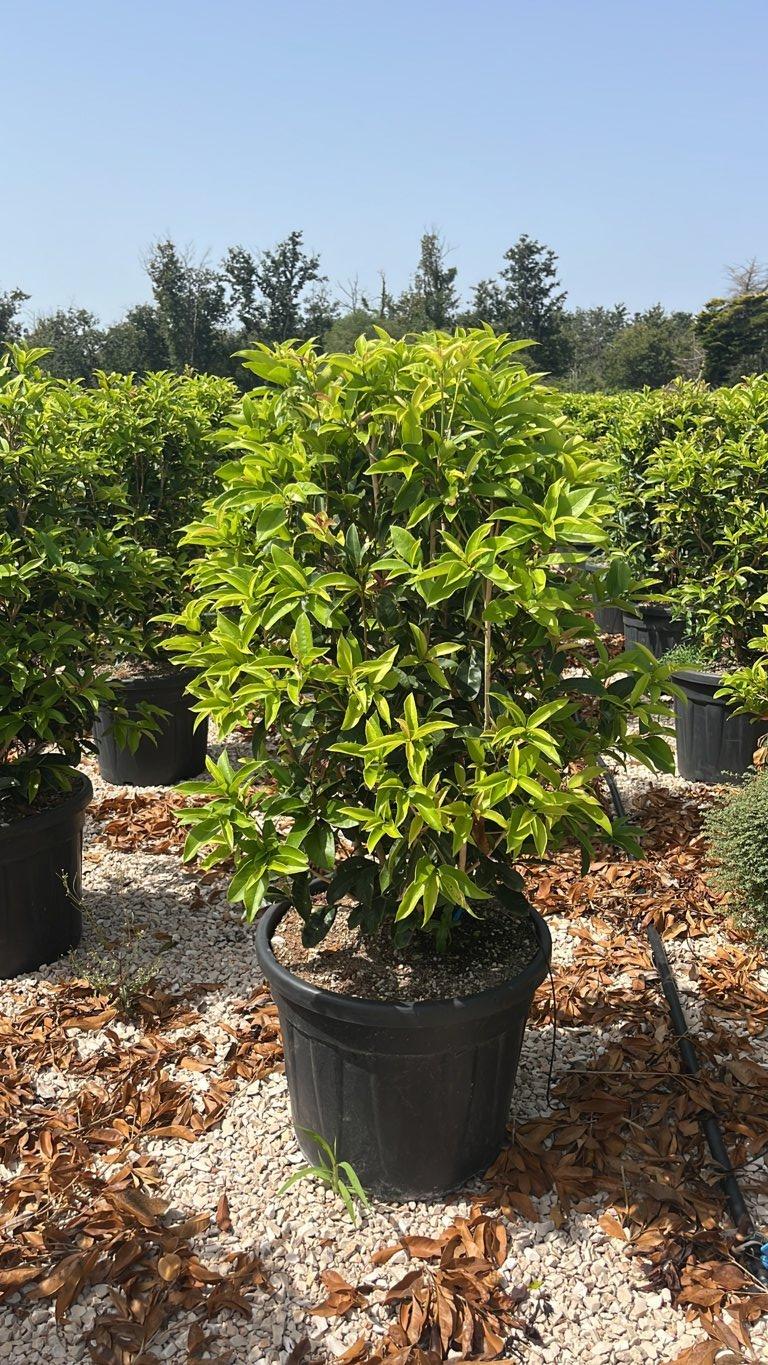 Osmanthus Fragrans (Osmanto profumato) — Cespuglio, altezza 75/100 cm, vaso 55 litri