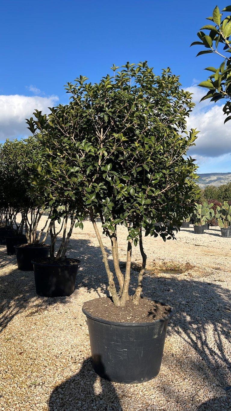 Osmanthus Fragrans (Osmanto profumato) — Nuvola, altezza 200/250 cm, vaso 230 litri