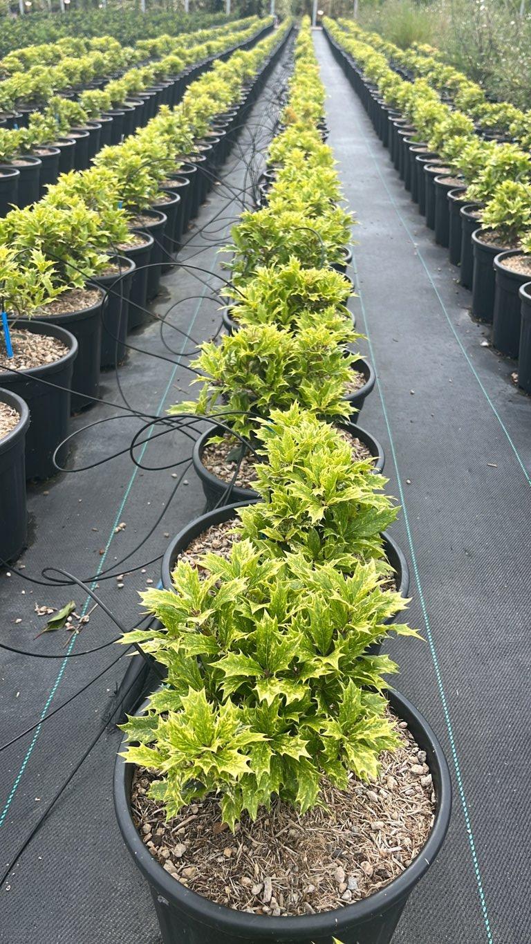 Osmanthus Heterophyllus Goshiki (Osmanto) — vaso 9 litri