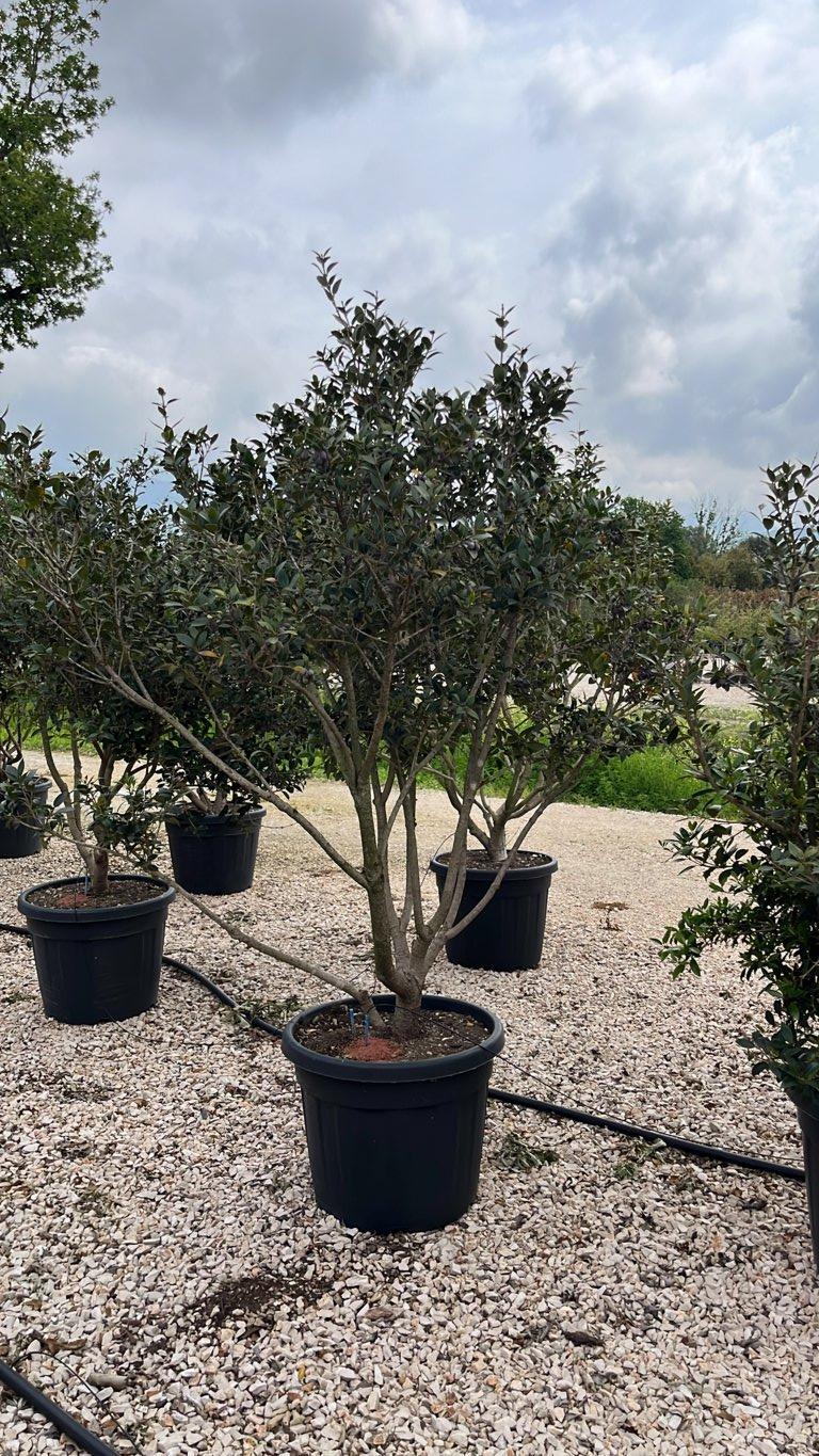 Osmanthus Heterophyllus (Osmanto) — Nuvola, altezza 125/150 cm, vaso 70 litri