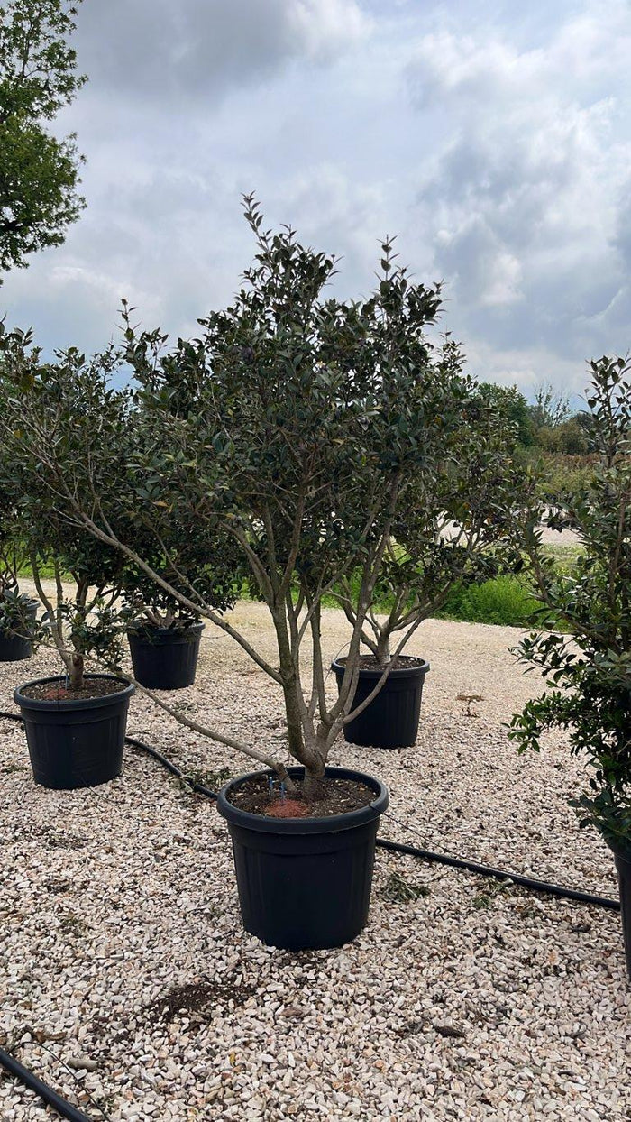 Osmanthus Heterophyllus (Osmanto) — Nuvola, altezza 125/150 cm, vaso 70 litri