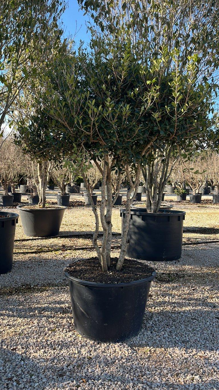 OSMANTHUS HETEROPHYLLUS Osmanto