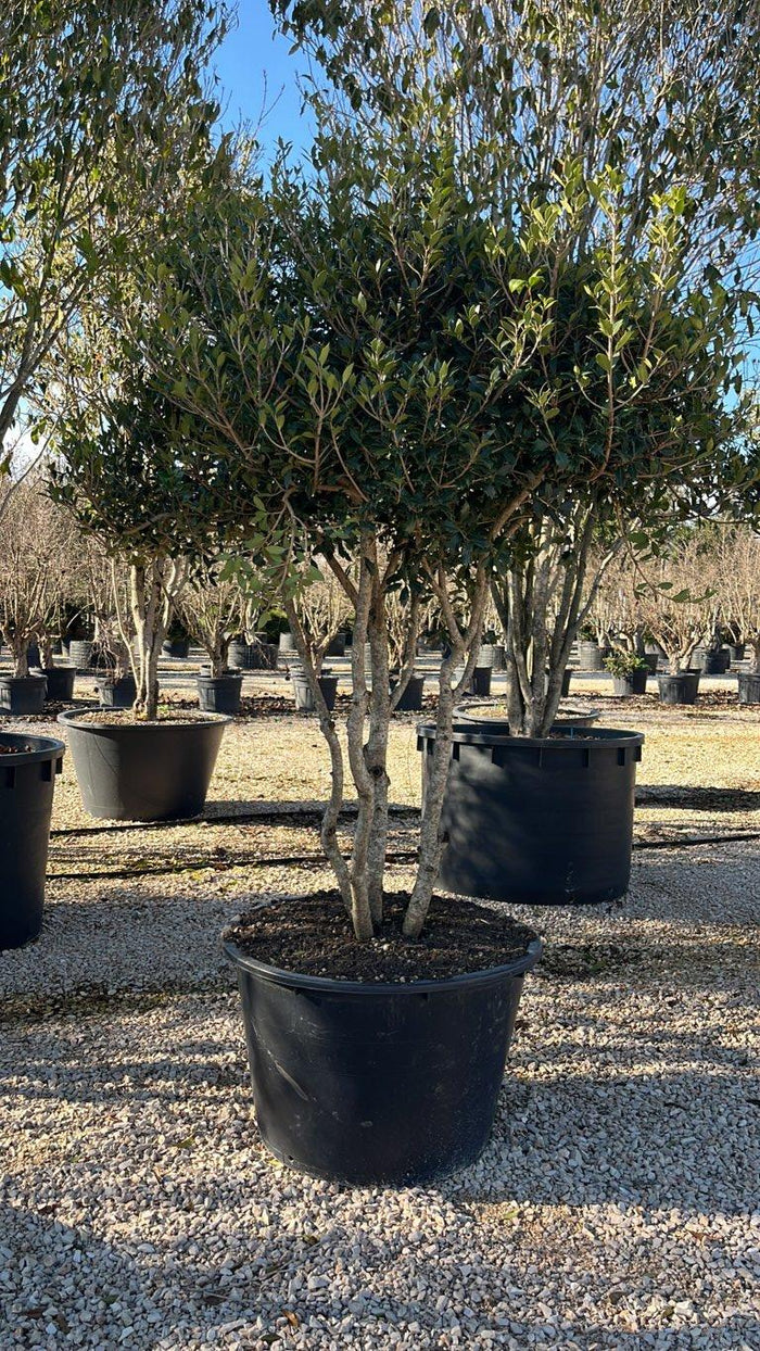 OSMANTHUS HETEROPHYLLUS Osmanto
