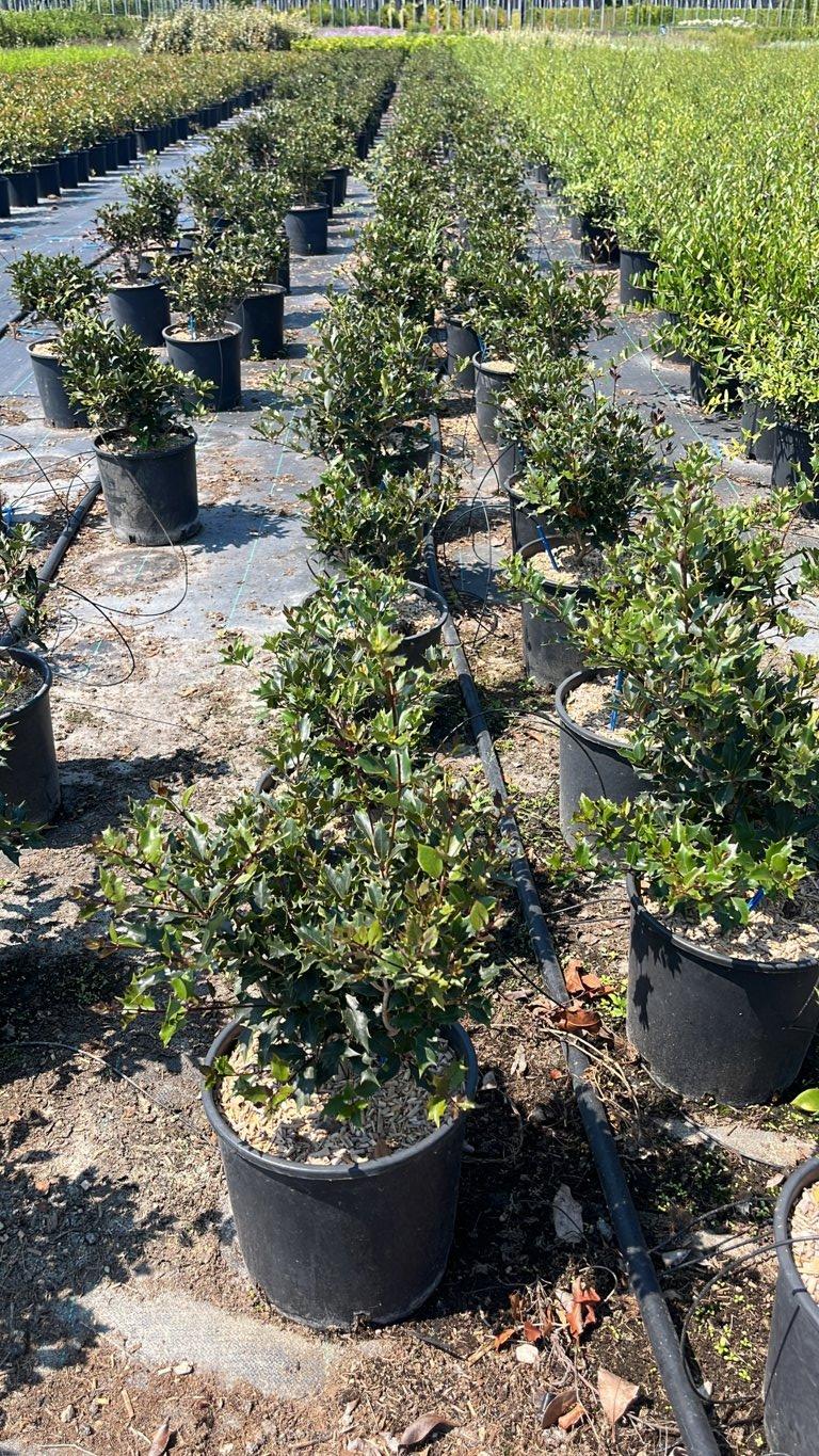 OSMANTHUS HETEROPHYLLUS Osmanto