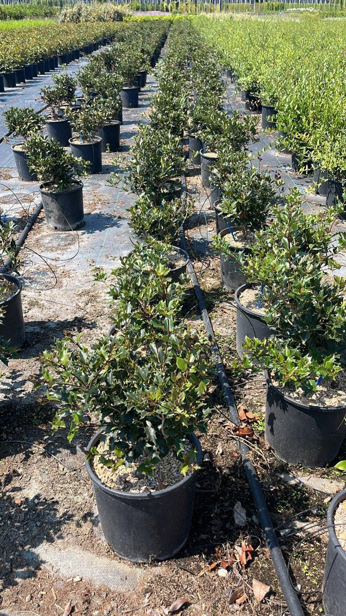 OSMANTHUS HETEROPHYLLUS Osmanto