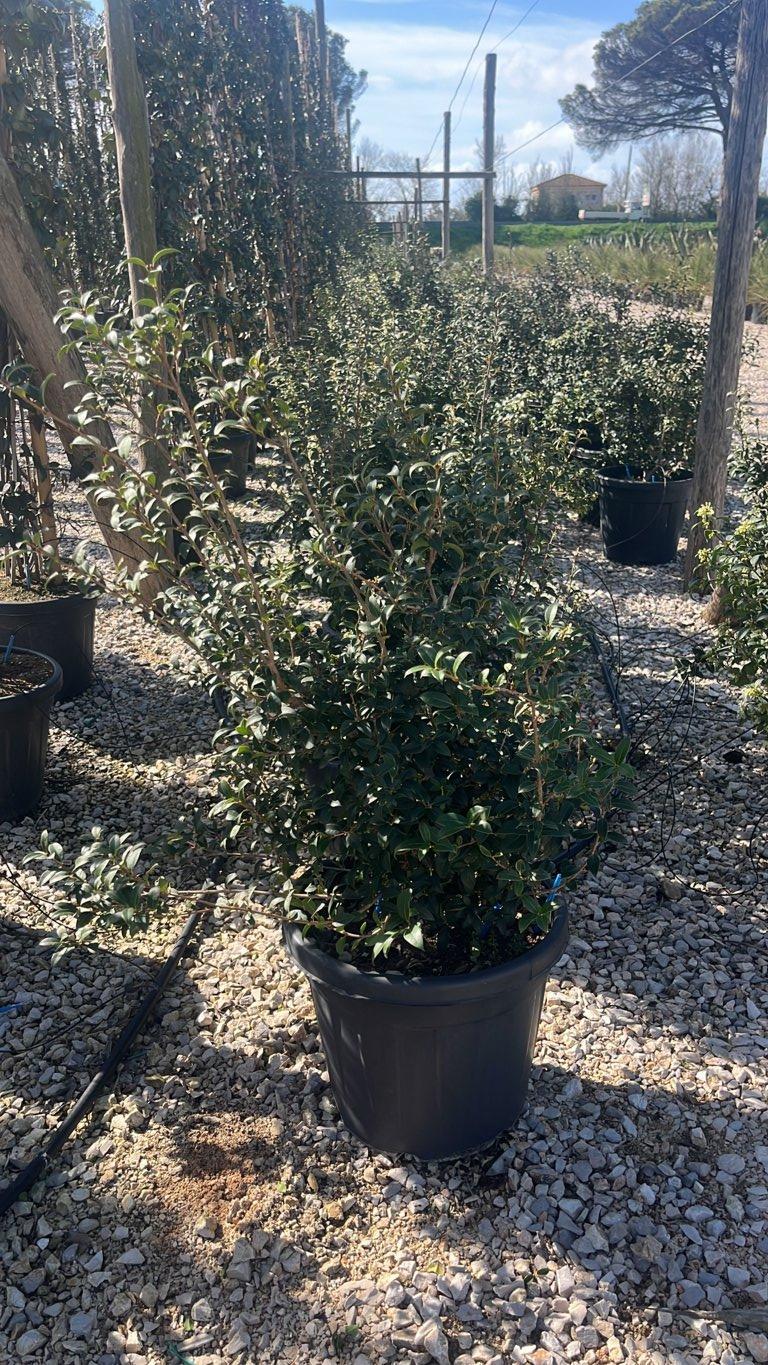 OSMANTHUS X BURKWOODII Osmarea