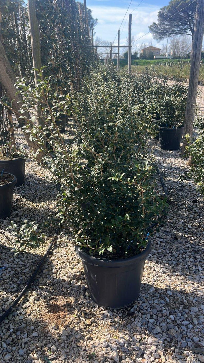 OSMANTHUS X BURKWOODII Osmarea