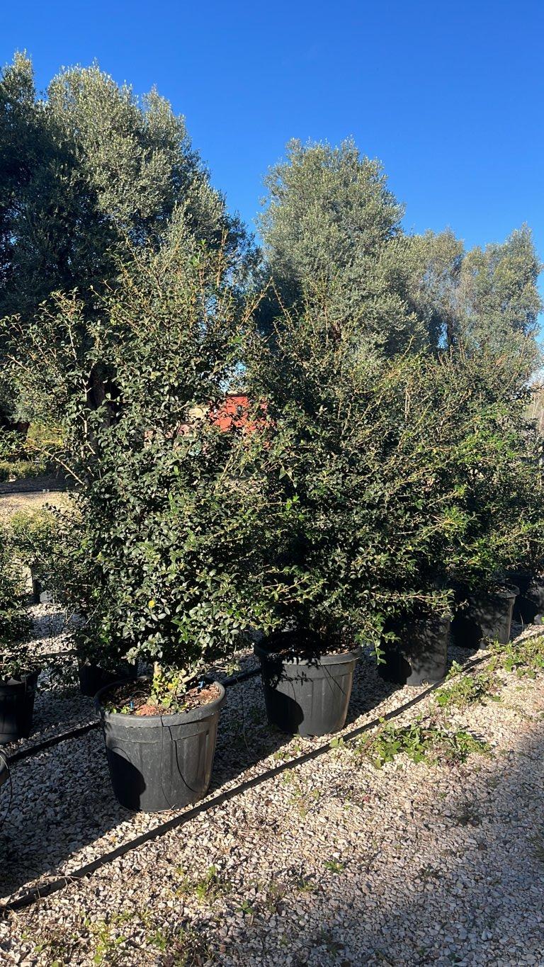 Osmanthus Burkwoodii (Osmanto) — Cespuglio, altezza 125/150 cm, vaso 70 litri