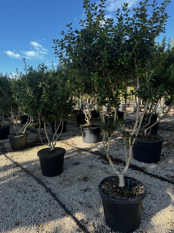 Osmanthus Burkwoodii (Osmanto) — Nuvola, altezza 125/150 cm, vaso 70 litri
