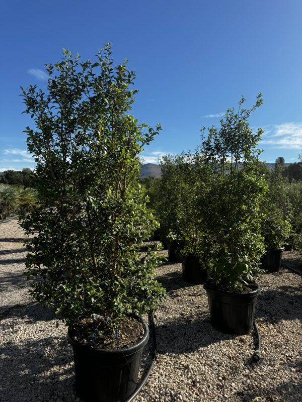 OSMANTHUS X BURKWOODII Osmarea