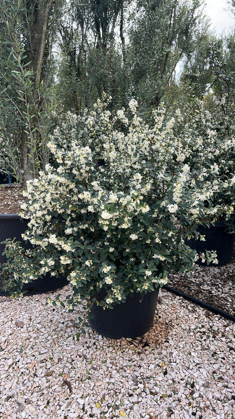 OSMANTHUS X BURKWOODII Osmarea