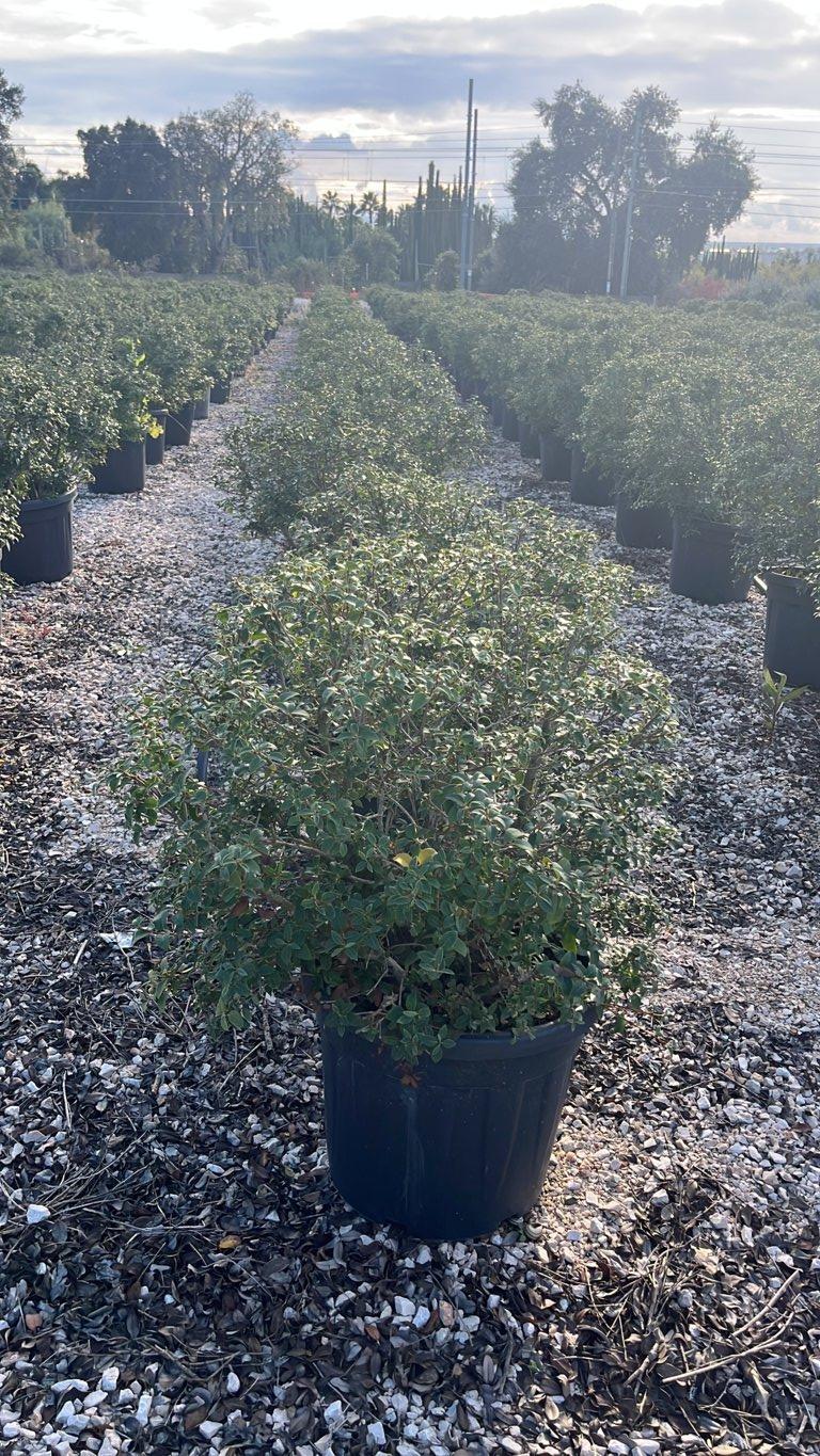 OSMANTHUS X BURKWOODII Osmarea