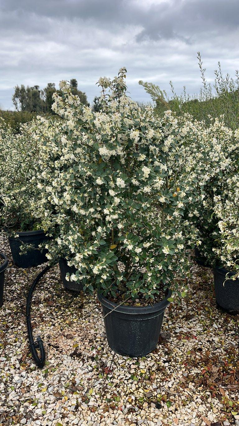 OSMANTHUS X BURKWOODII Osmarea