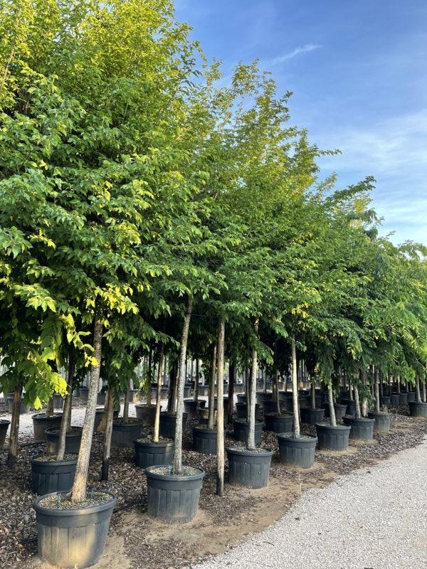 Ostrya Carpinifolia (Carpino nero) — Albero, circonferenza 25/30 cm, vaso 150 litri