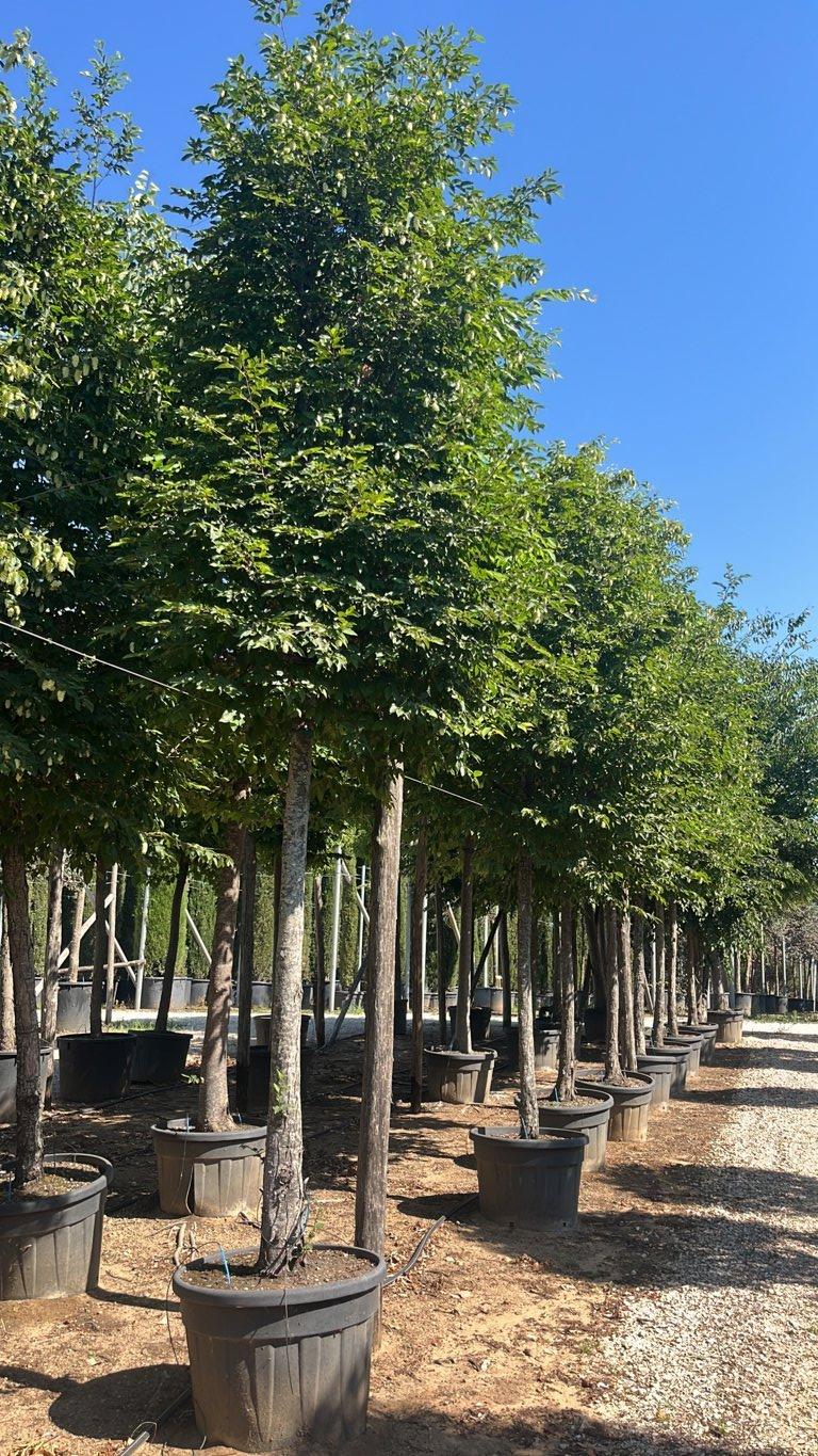 OSTRYA CARPINIFOLIA Carpine nero