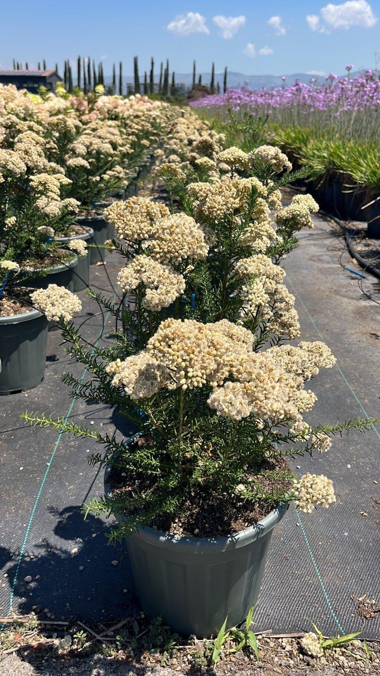 OZOTHAMNUS ROSMARINIFOLIUS Ozothamnus rosmarinifolius, Fiore di riso