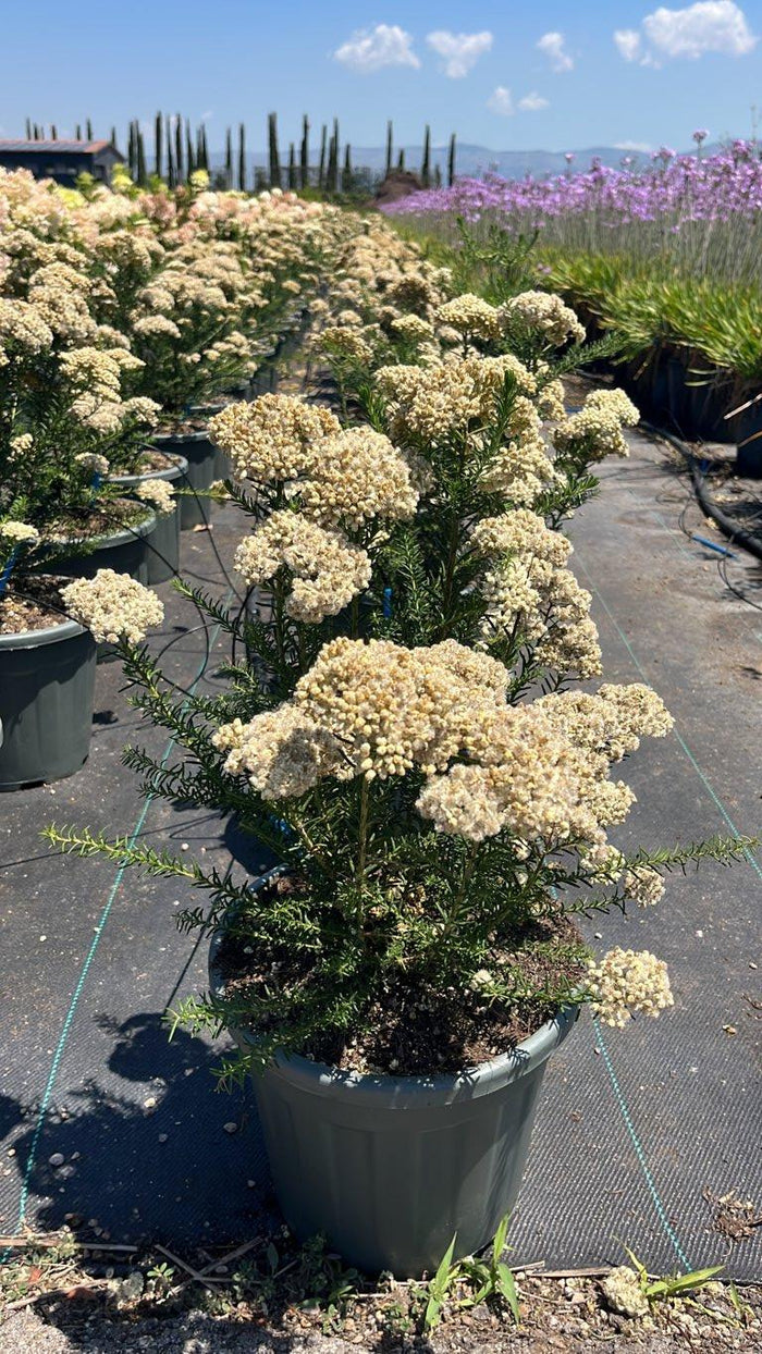 OZOTHAMNUS ROSMARINIFOLIUS Ozothamnus rosmarinifolius, Fiore di riso