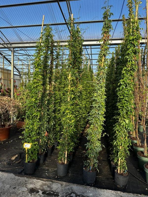 Pandorea Jasminoides — Rampicante, canna 300 cm, vaso 9 litri