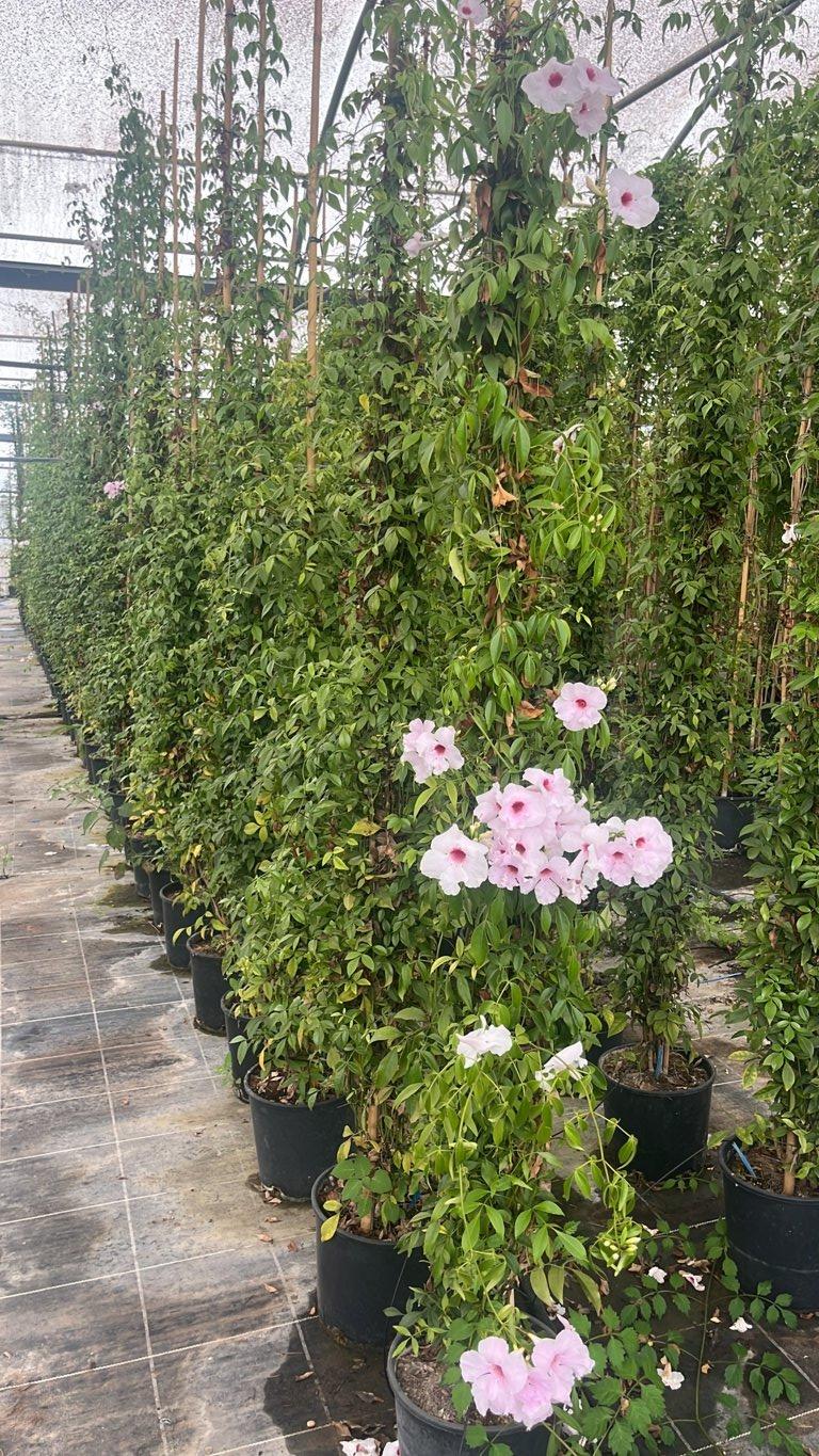 PANDOREA JASMINOIDES ROSEA Pandorea, Gelsomino australiano