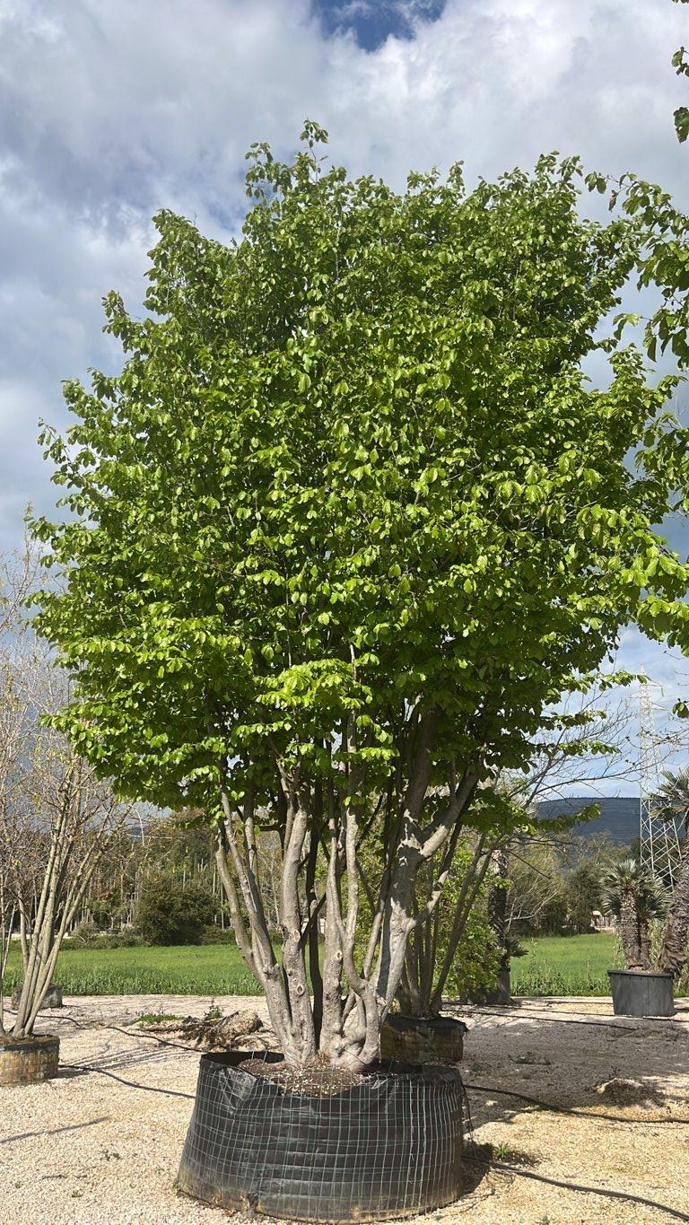 Parrotia Persica (Albero del ferro) — Esemplare, altezza 650/700 cm, in rete