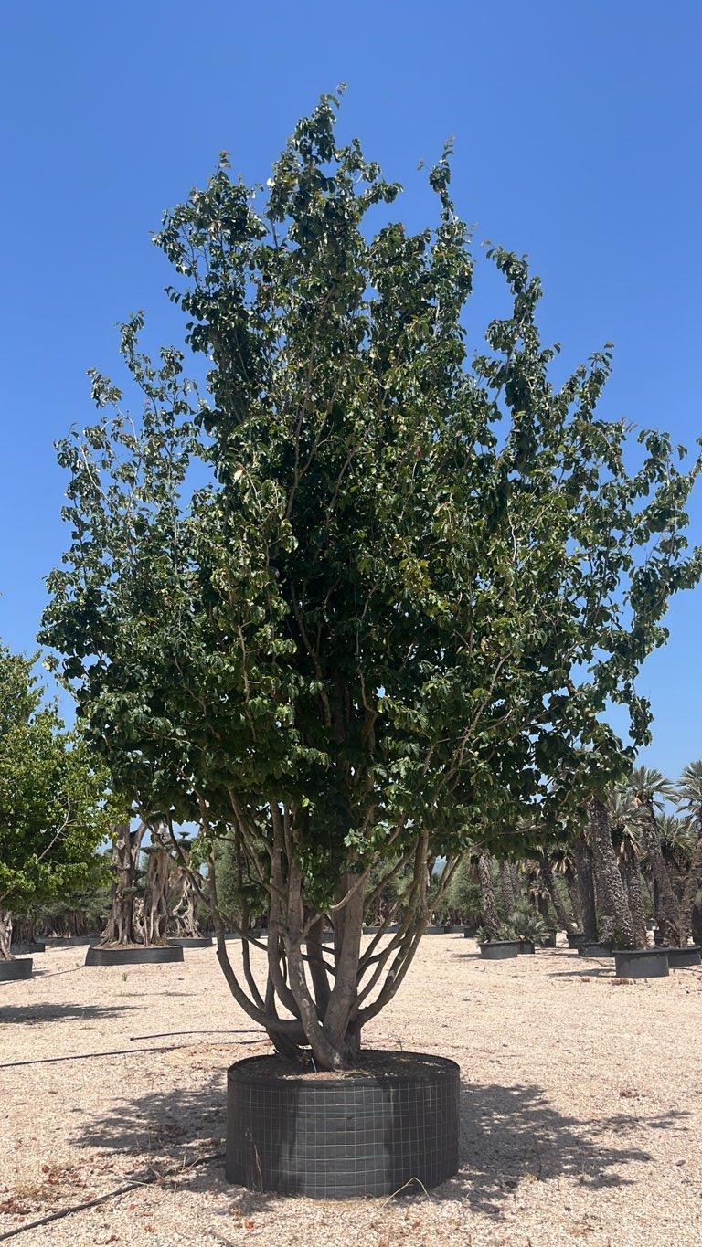 PAROTIA PERSICA GLOBOSA Albero pagoda