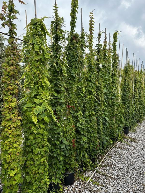 Parthenocissus Tricuspidata Veitchii (Vite americana) — Rampicante, canna 300 cm, vaso 30 litri