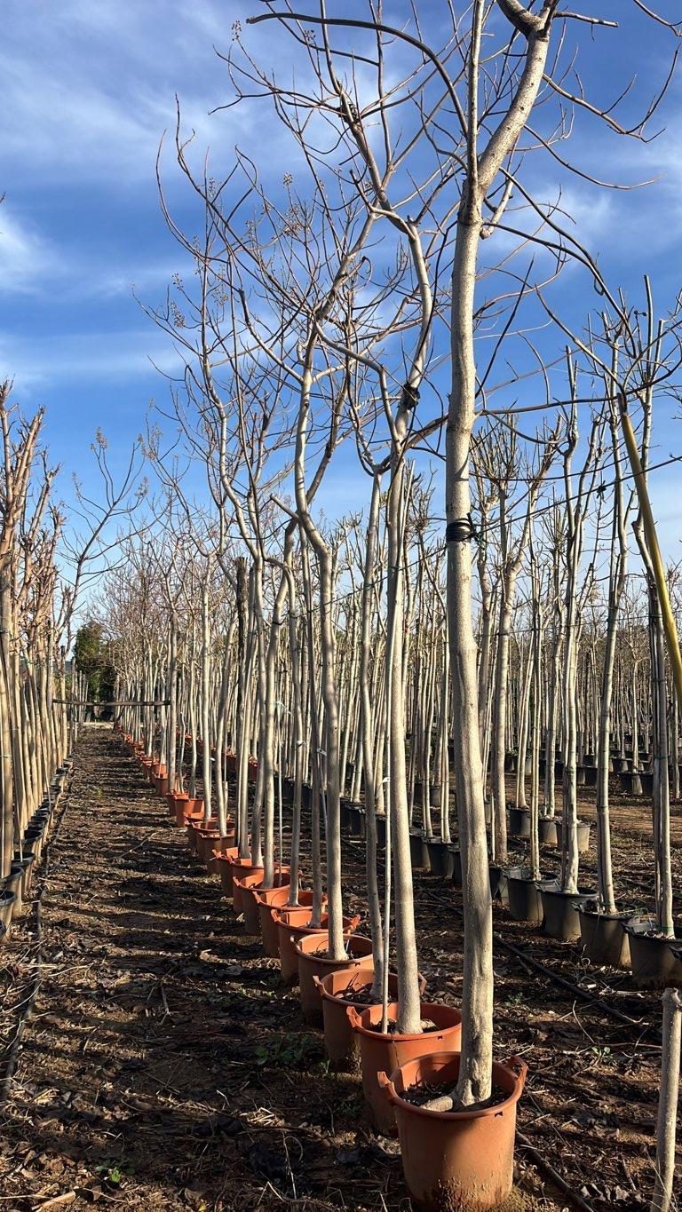 Paulownia Tomentosa (Albero della principessa) — Albero, circonferenza 16/20 cm, vaso 35 litri