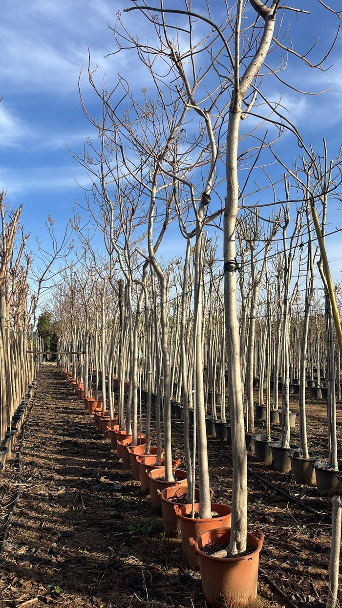 Paulownia Tomentosa (Albero della principessa) — Albero, circonferenza 16/20 cm, vaso 35 litri