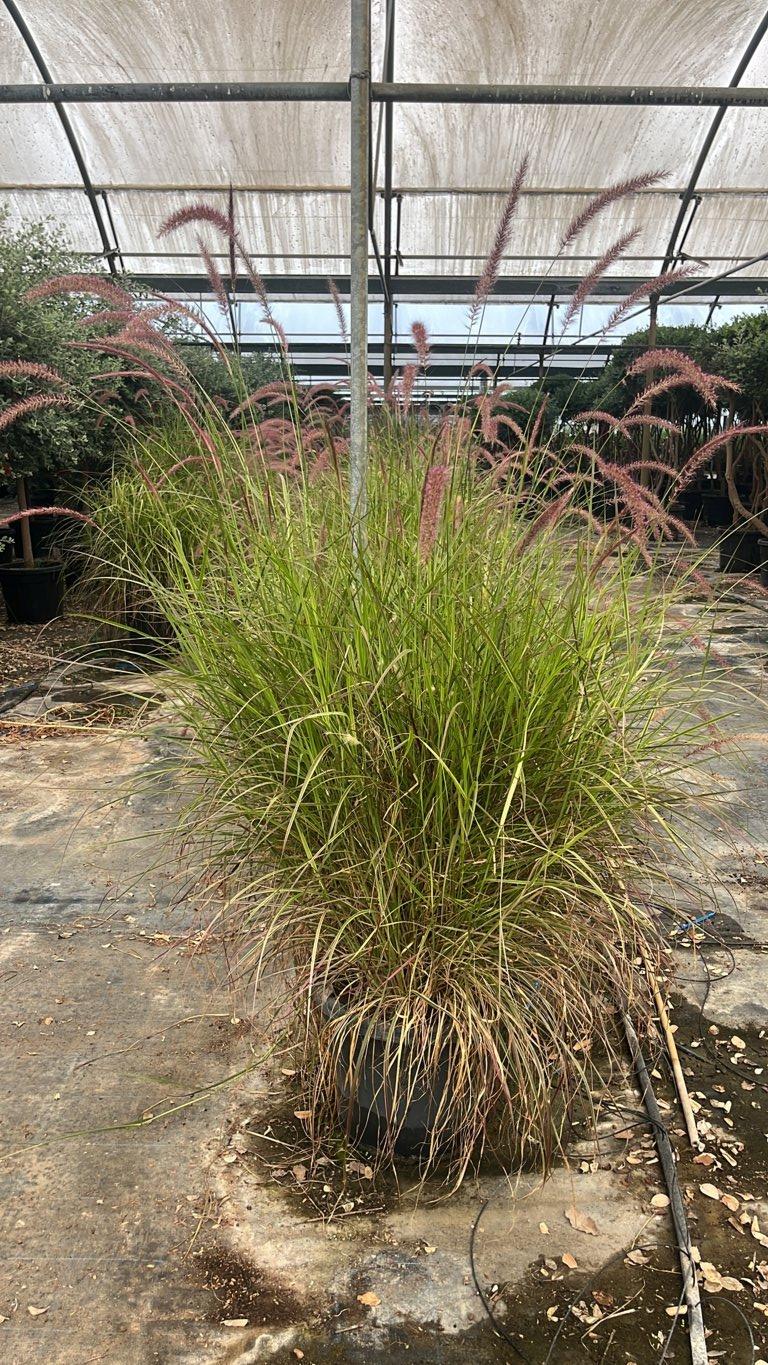 PENNISETUM ADVENA CHERRY SPARKLER Penniseto