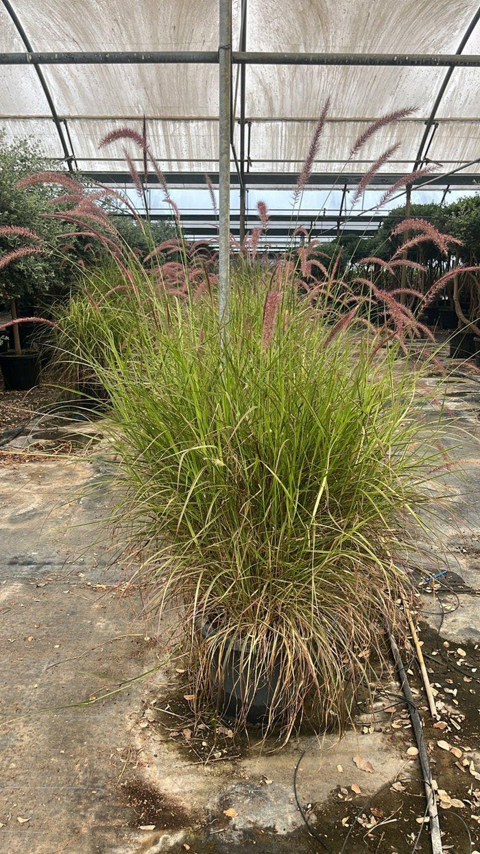 PENNISETUM ADVENA CHERRY SPARKLER Penniseto