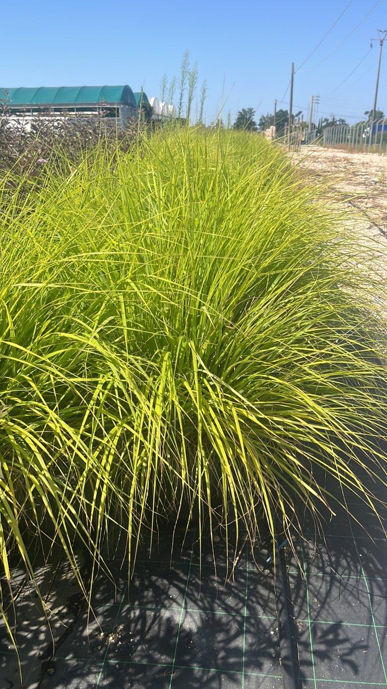 PENNISETUM ALOPECUROIDES BLACK BEAUTY Penniseto