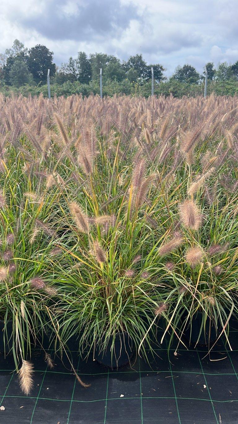 PENNISETUM ALOPECUROIDES RED HEAD Penniseto