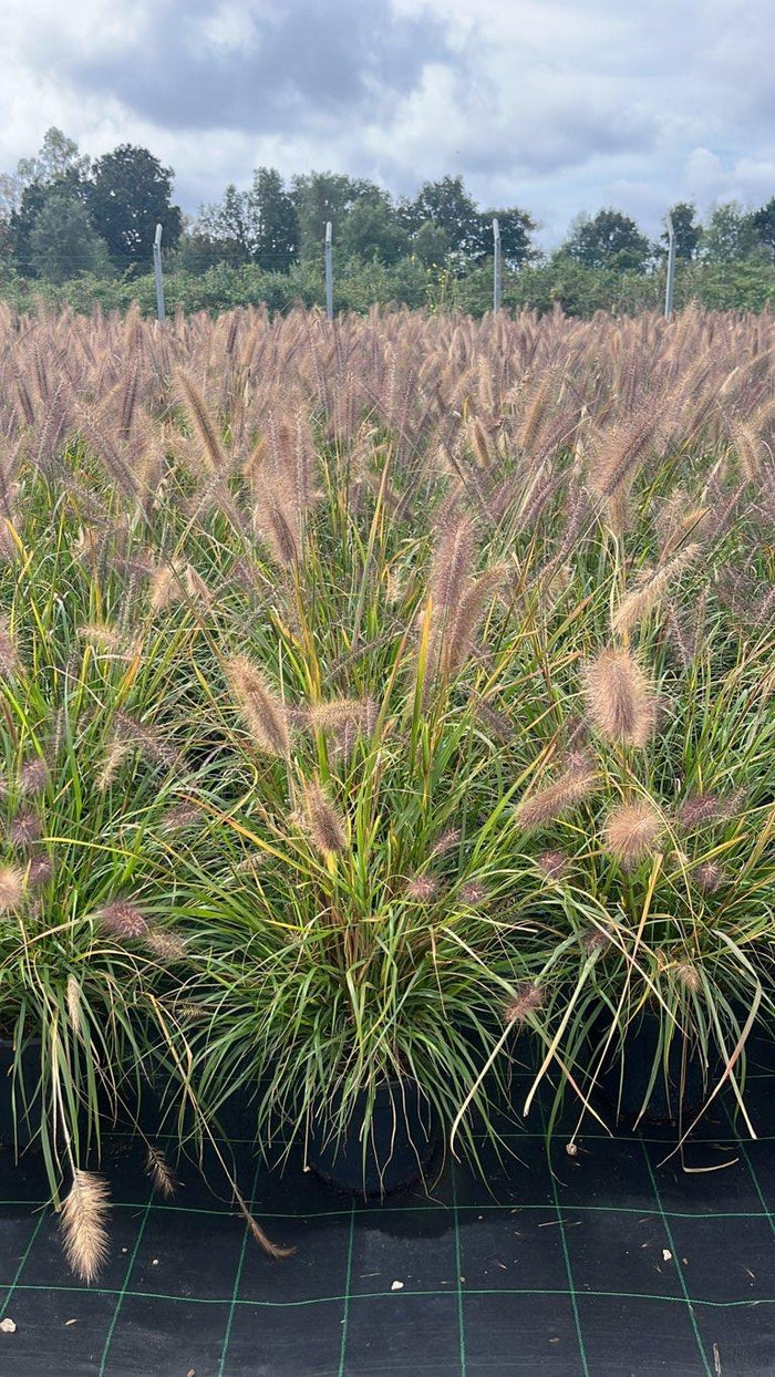 PENNISETUM ALOPECUROIDES RED HEAD Penniseto