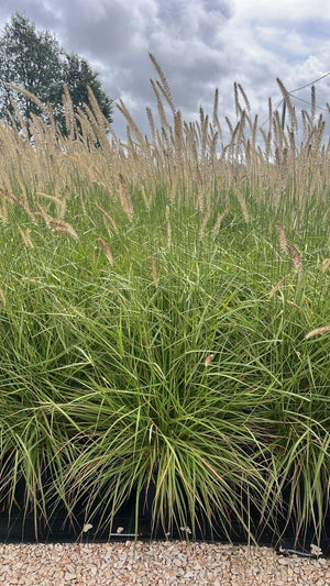 PENNISETUM ORIENTALIS FAIRY TALES Cencro ciliare, Erba a fontana orientale