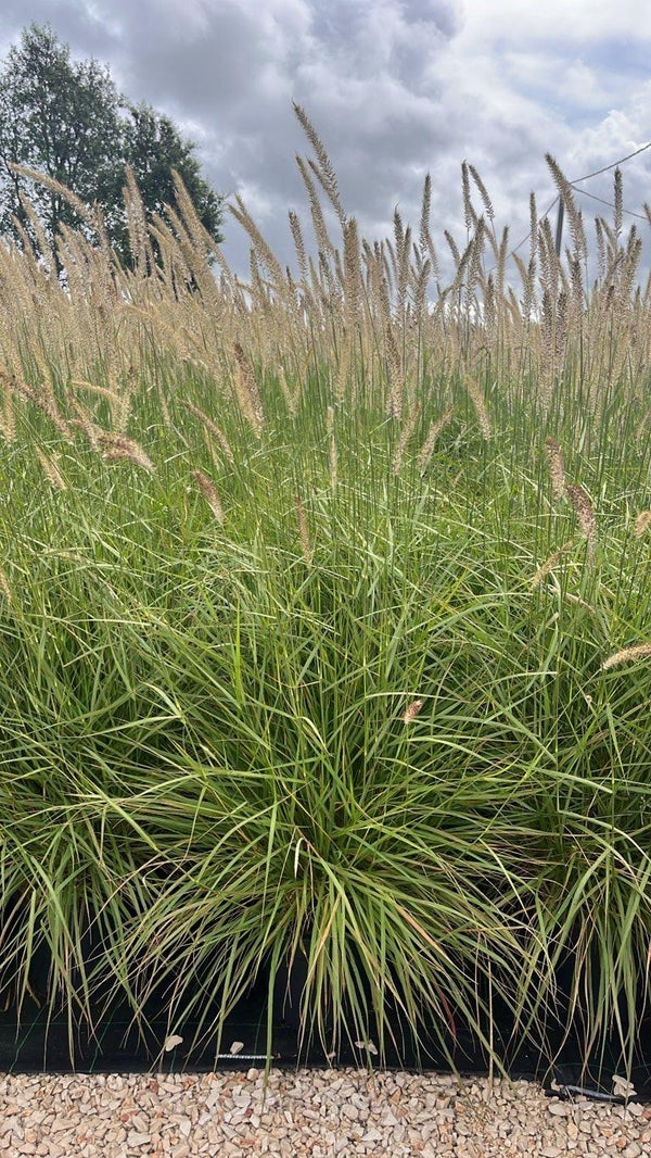 PENNISETUM ORIENTALIS FAIRY TALES Cencro ciliare, Erba a fontana orientale