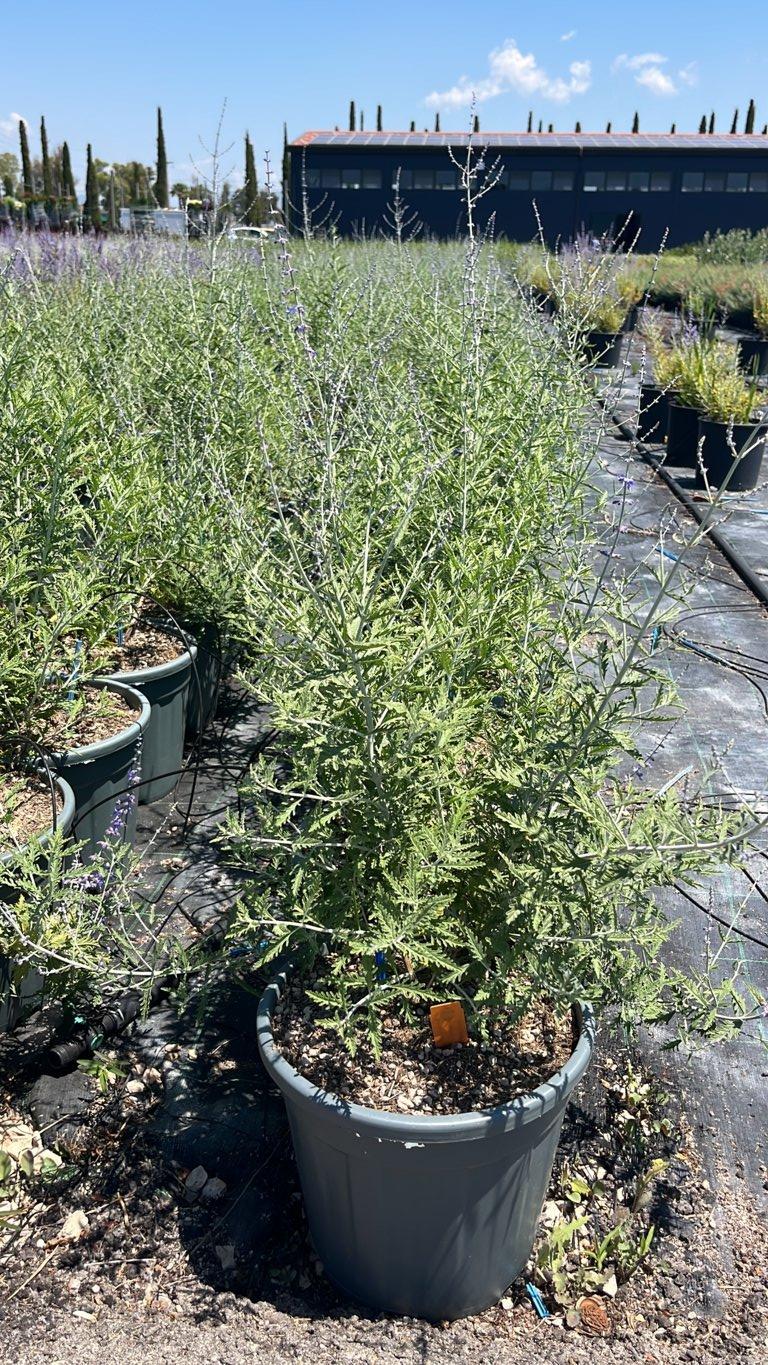 PEROVSKIA ATRIPLICIFOLIA BLUE SPIRE Lavanda russa