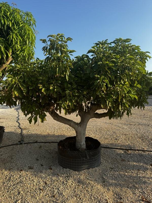 PERSEA AMERICANA AVOCADO