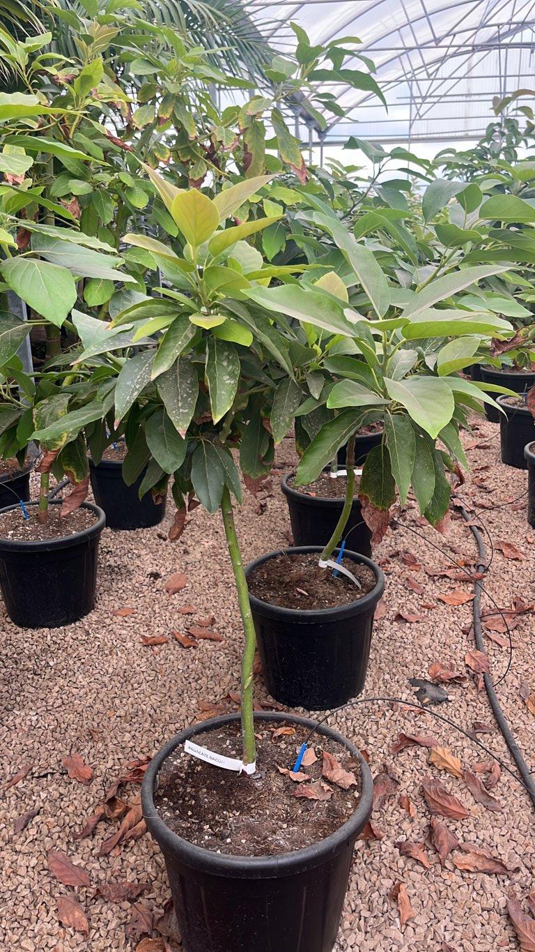 PERSEA AMERICANA BACON AVOCADO