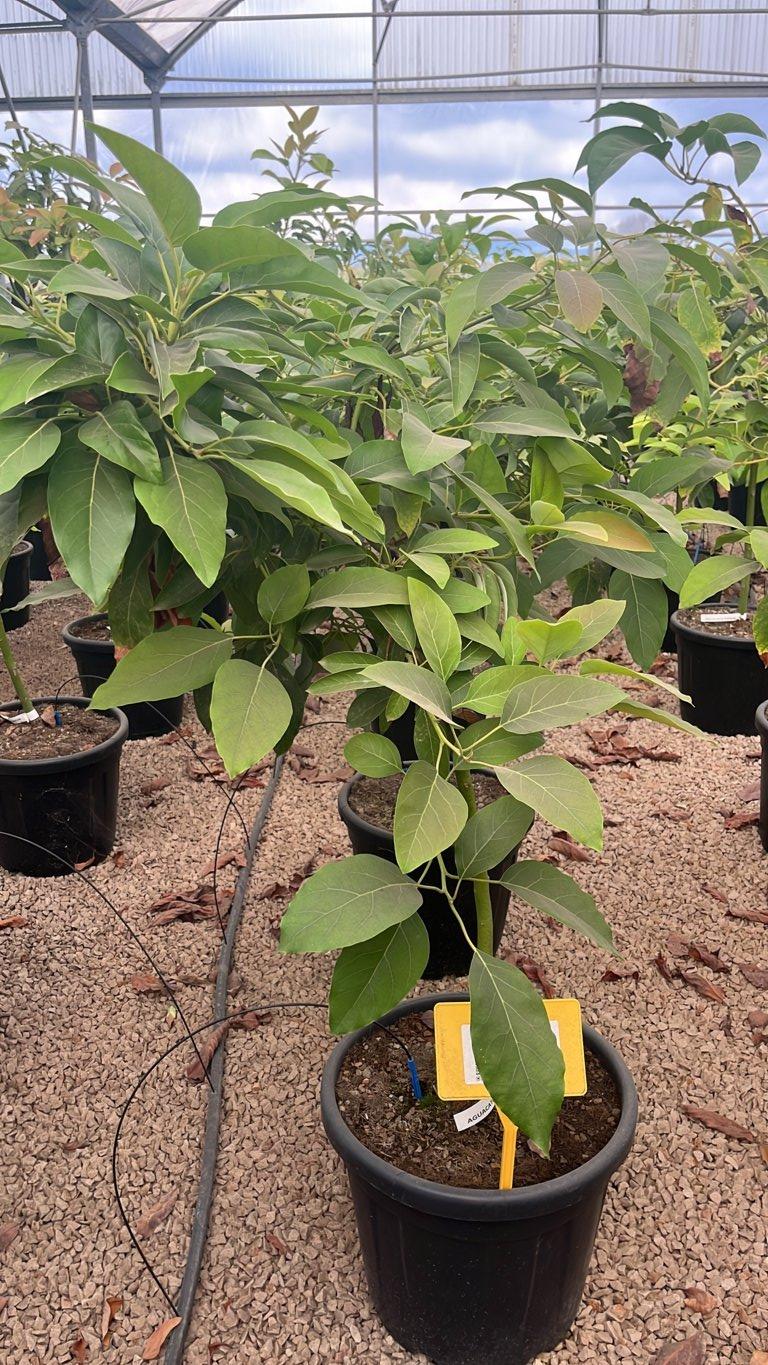 PERSEA AMERICANA FUERTE AVOCADO